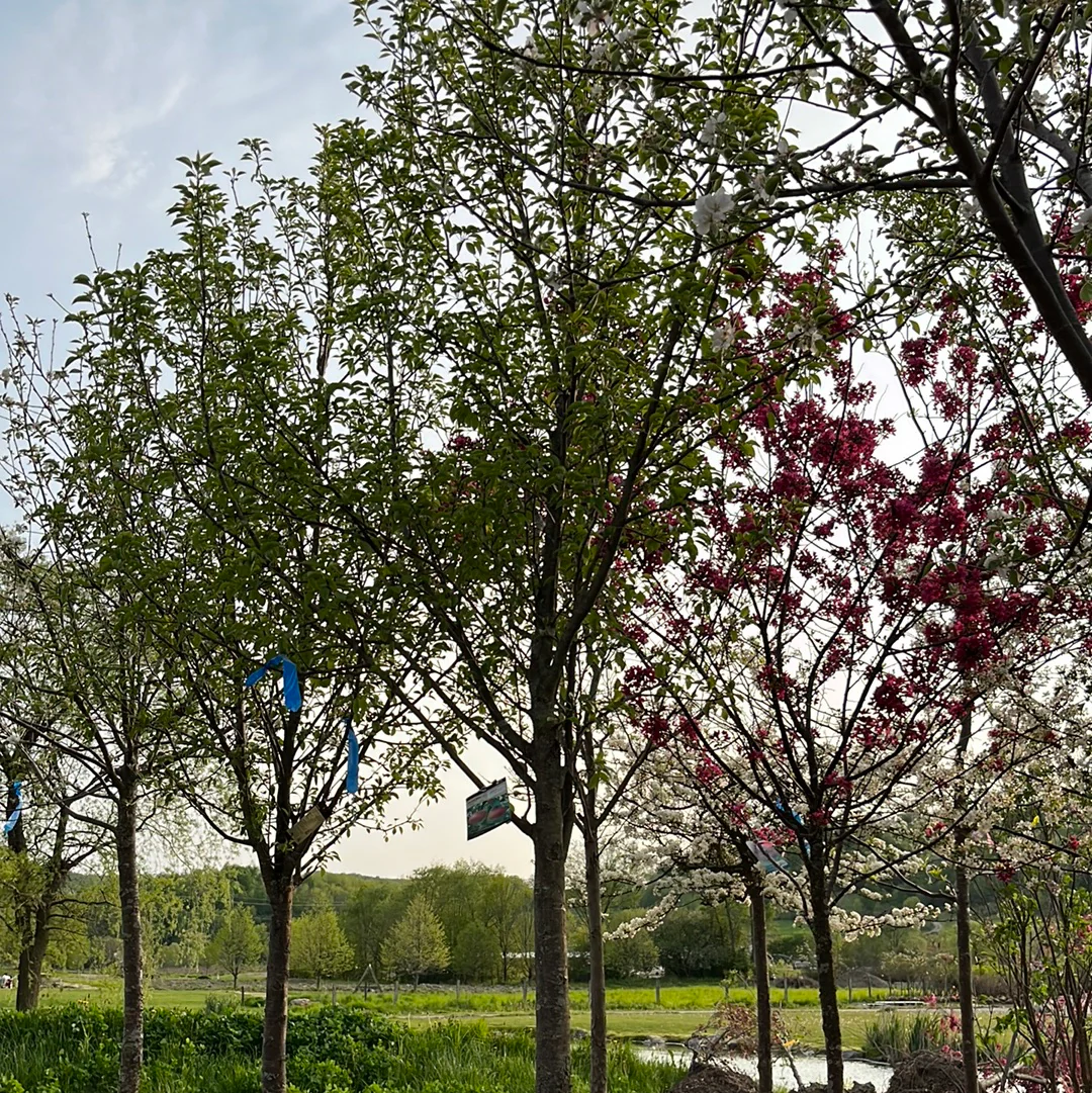 Parker Pear | Pyrus communis - Image 2
