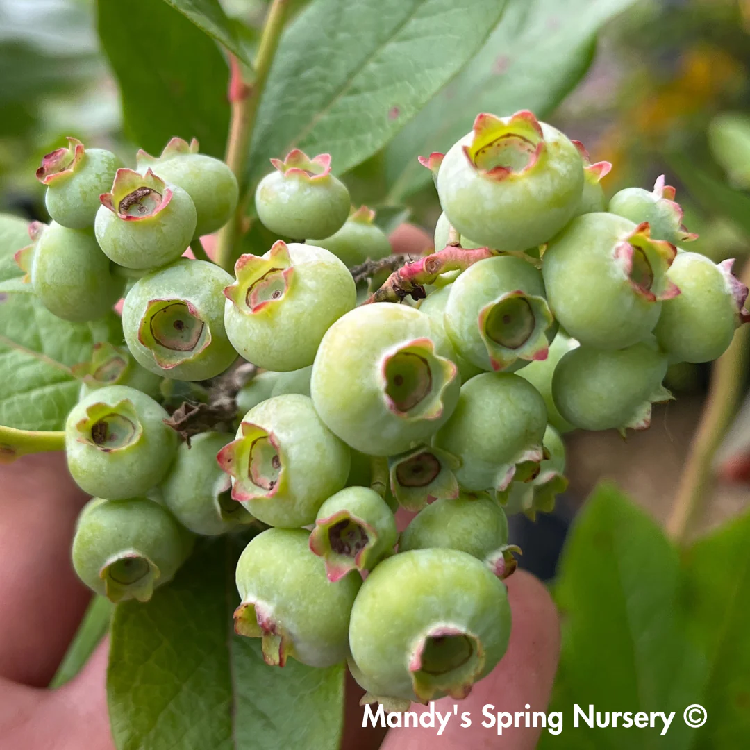 'Patriot' Blueberry | Vaccinium Corymbosum - Image 6