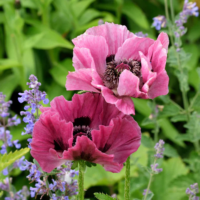 Patty's Plum Oriental Poppy | Papaver orientale