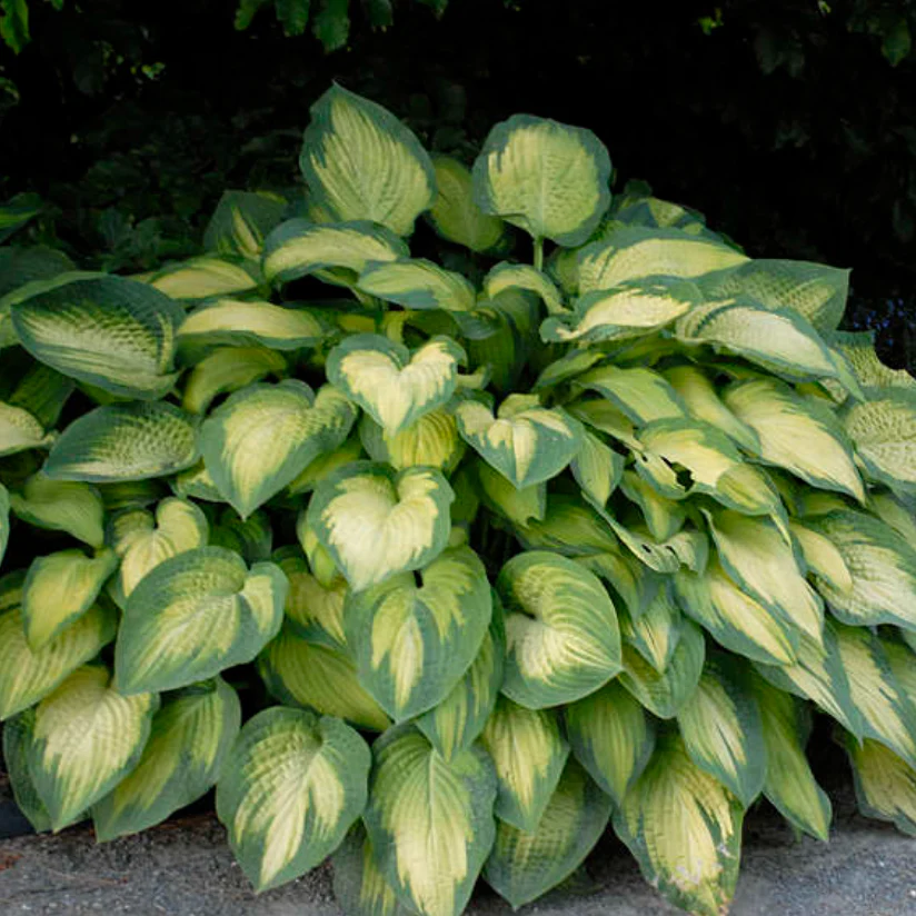 'Paul's Glory' Hosta - Image 3
