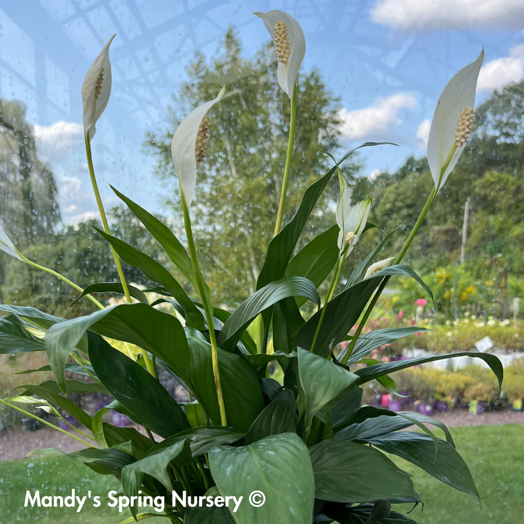 Peace Lily | Spathiphyllum - Image 2