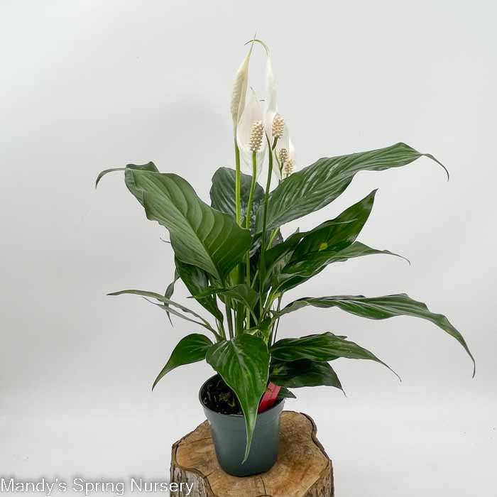 Peace Lily | Spathiphyllum - Image 3