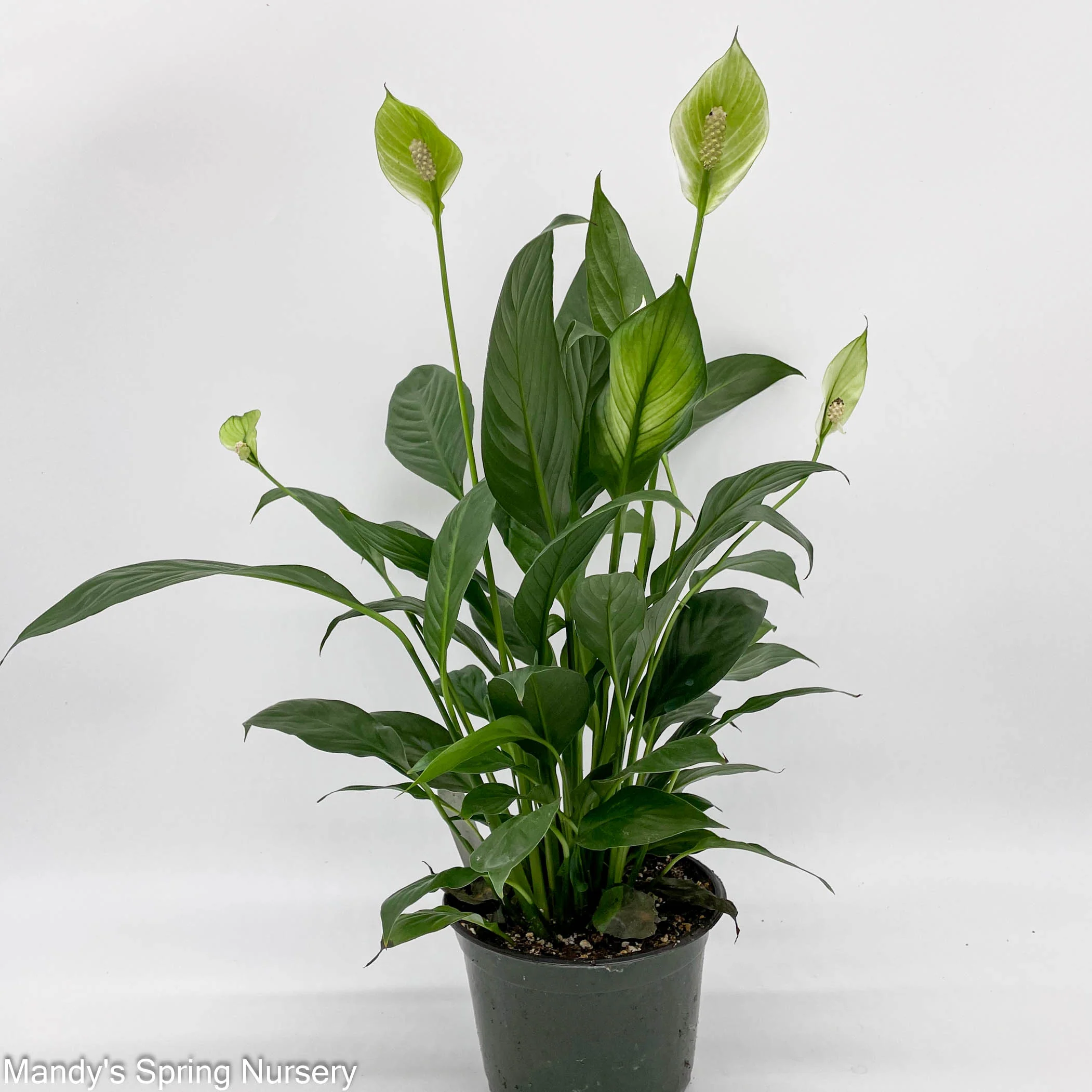 Peace Lily | Spathiphyllum - Image 4