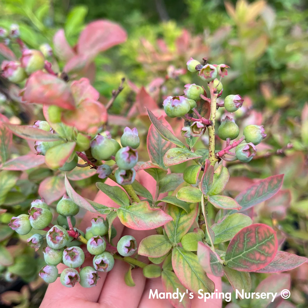 'Peach Sorbet' Blueberry | Vaccinium x Peach Sorbet - Image 2