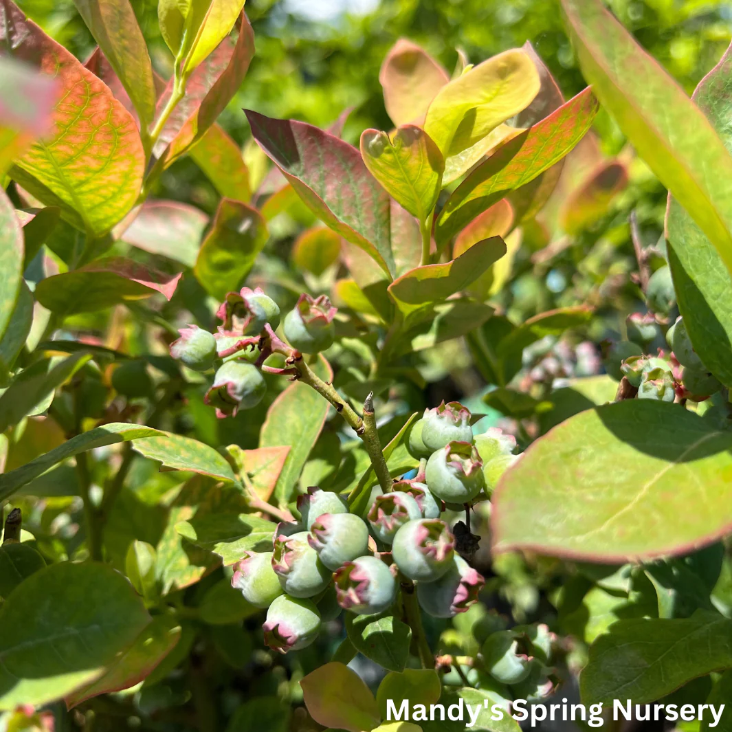 'Peach Sorbet' Blueberry | Vaccinium x Peach Sorbet - Image 3