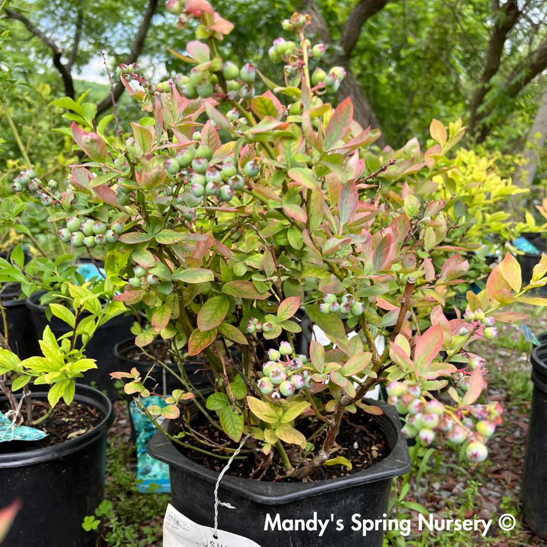 'Peach Sorbet' Blueberry | Vaccinium x Peach Sorbet - Image 4