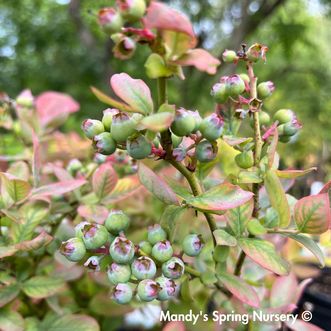 'Peach Sorbet' Blueberry | Vaccinium x Peach Sorbet - Image 5
