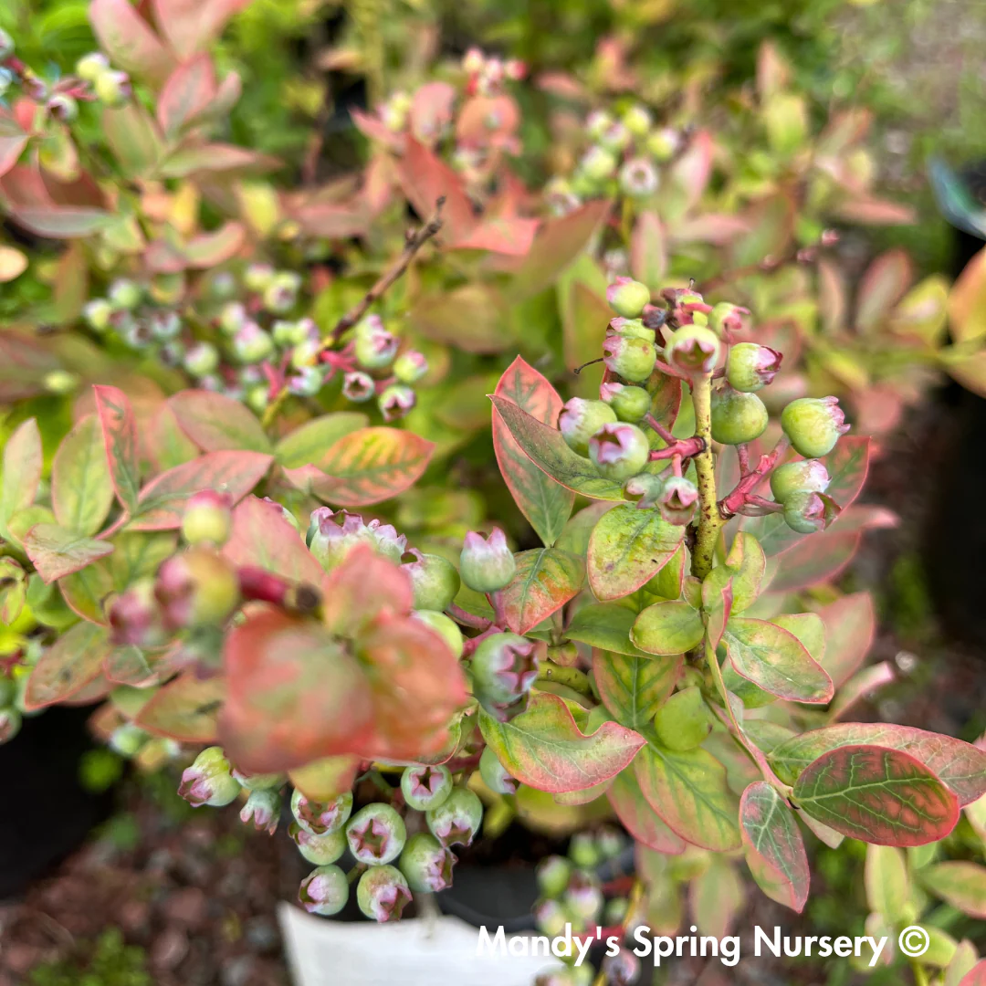 'Peach Sorbet' Blueberry | Vaccinium x Peach Sorbet - Image 6