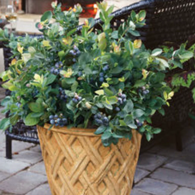 'Peach Sorbet' Blueberry | Vaccinium x Peach Sorbet - Image 7