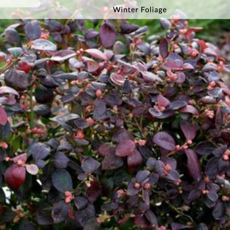 'Peach Sorbet' Blueberry | Vaccinium x Peach Sorbet - Image 8