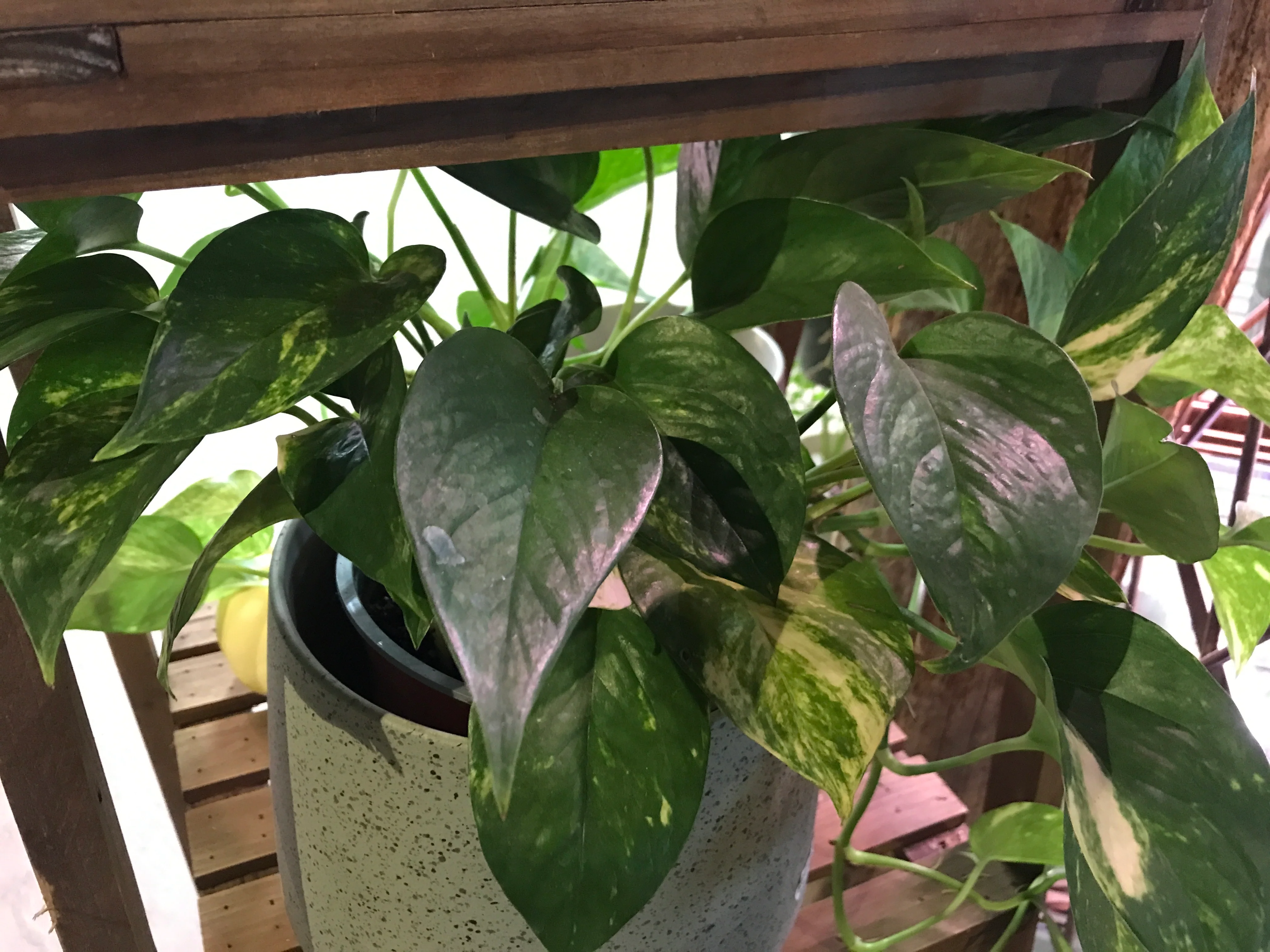 Pearls & Jade Pothos | Epipremnum aureum 'Pearls and Jade' - Image 5