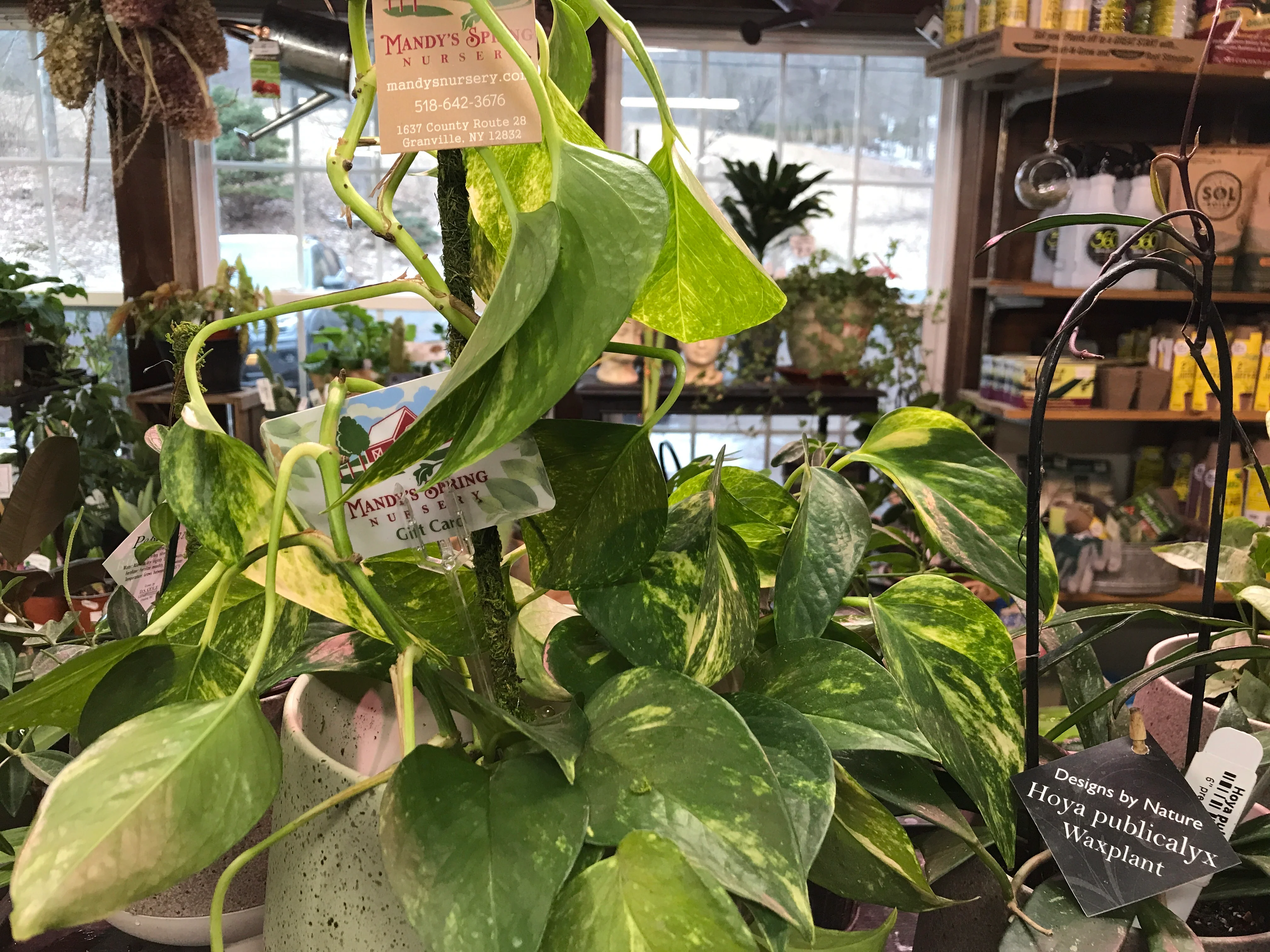 Pearls & Jade Pothos | Epipremnum aureum 'Pearls and Jade' - Image 6