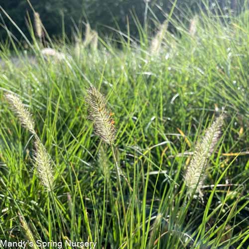 Hameln Fountain Grass | Pennisetum alopecuroides - Image 2