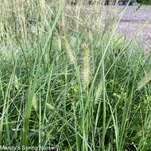 Hameln Fountain Grass | Pennisetum alopecuroides - Image 3