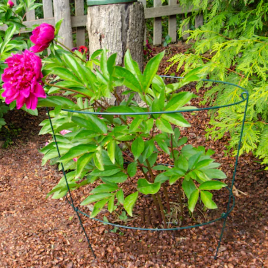 Peony Ring - Plant Support - Image 3