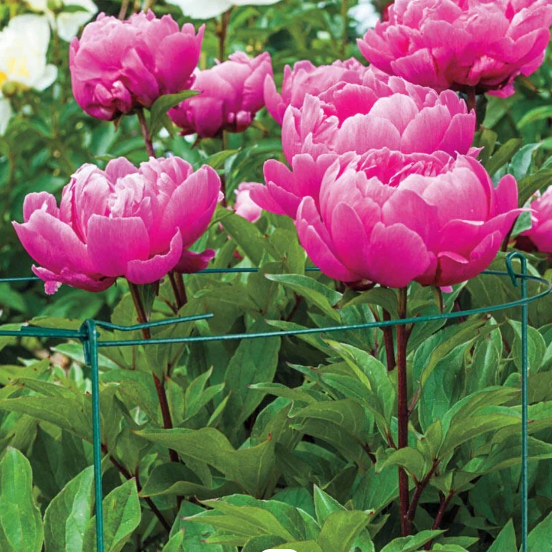 Peony Ring - Plant Support - Image 4