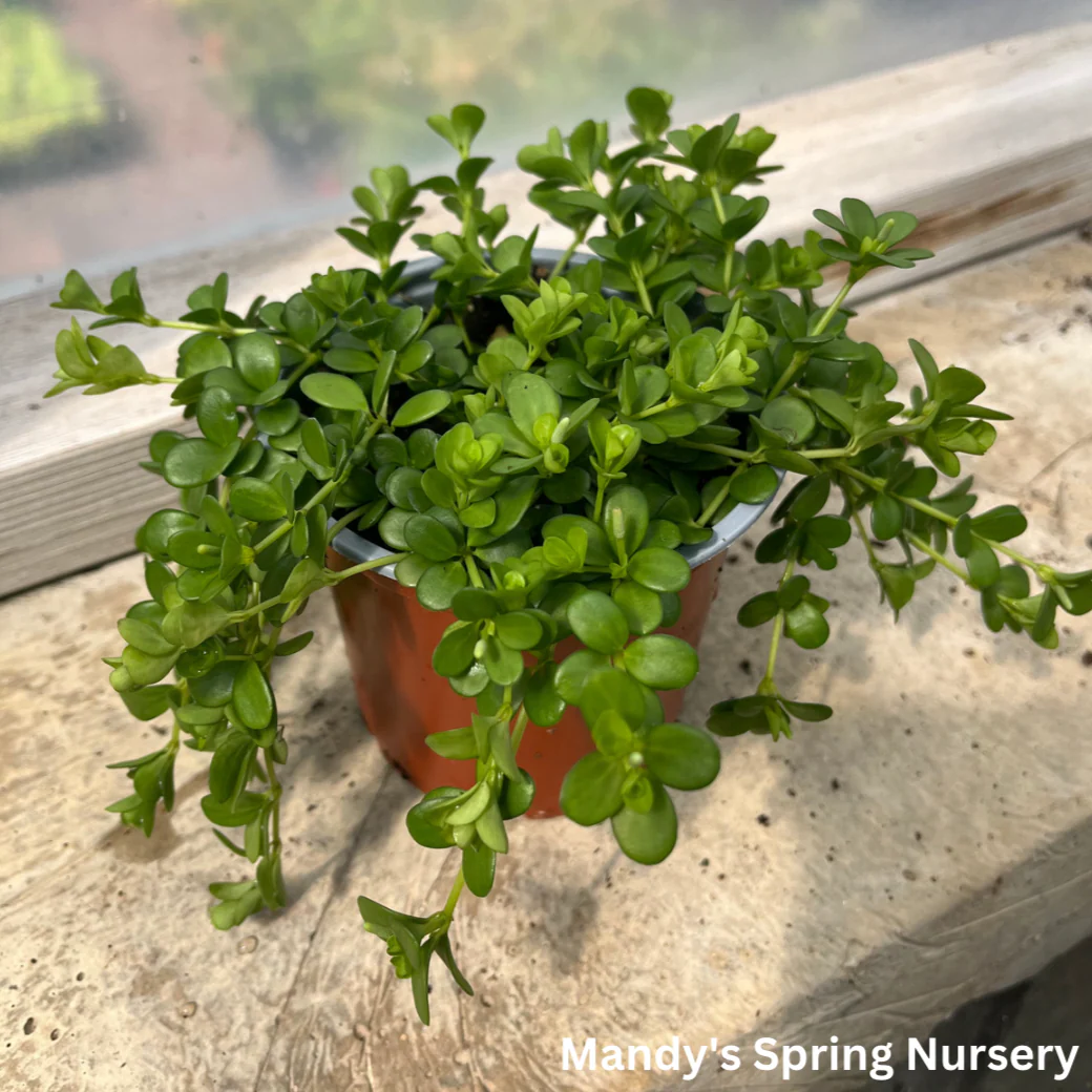 Peperomia Deppeana | Peperomia deppeana