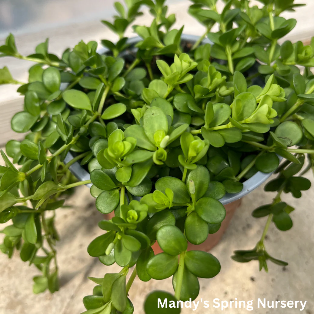 Peperomia Deppeana | Peperomia deppeana - Image 2