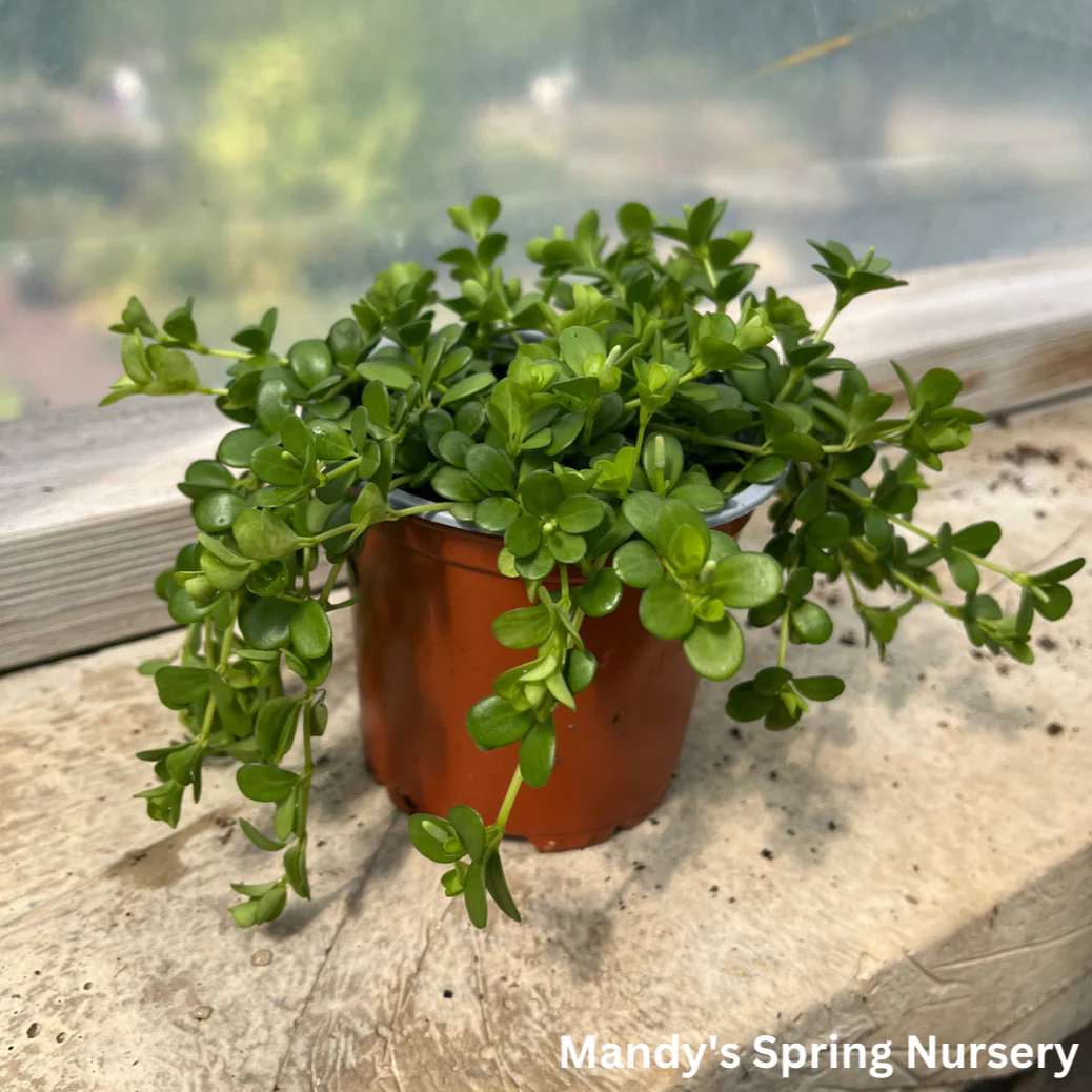 Peperomia Deppeana | Peperomia deppeana - Image 4