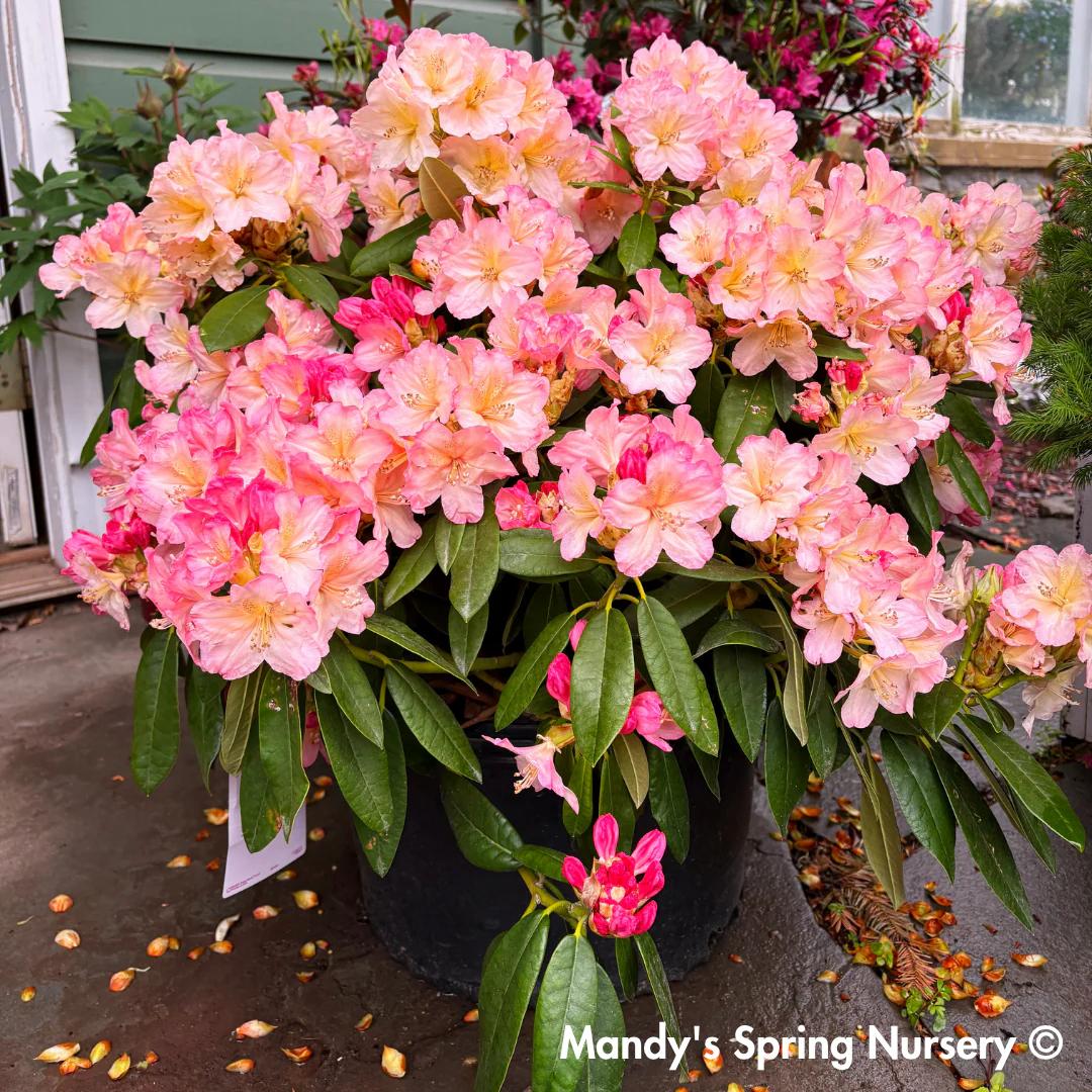 'Percy Wiseman' Rhododendron - Image 2