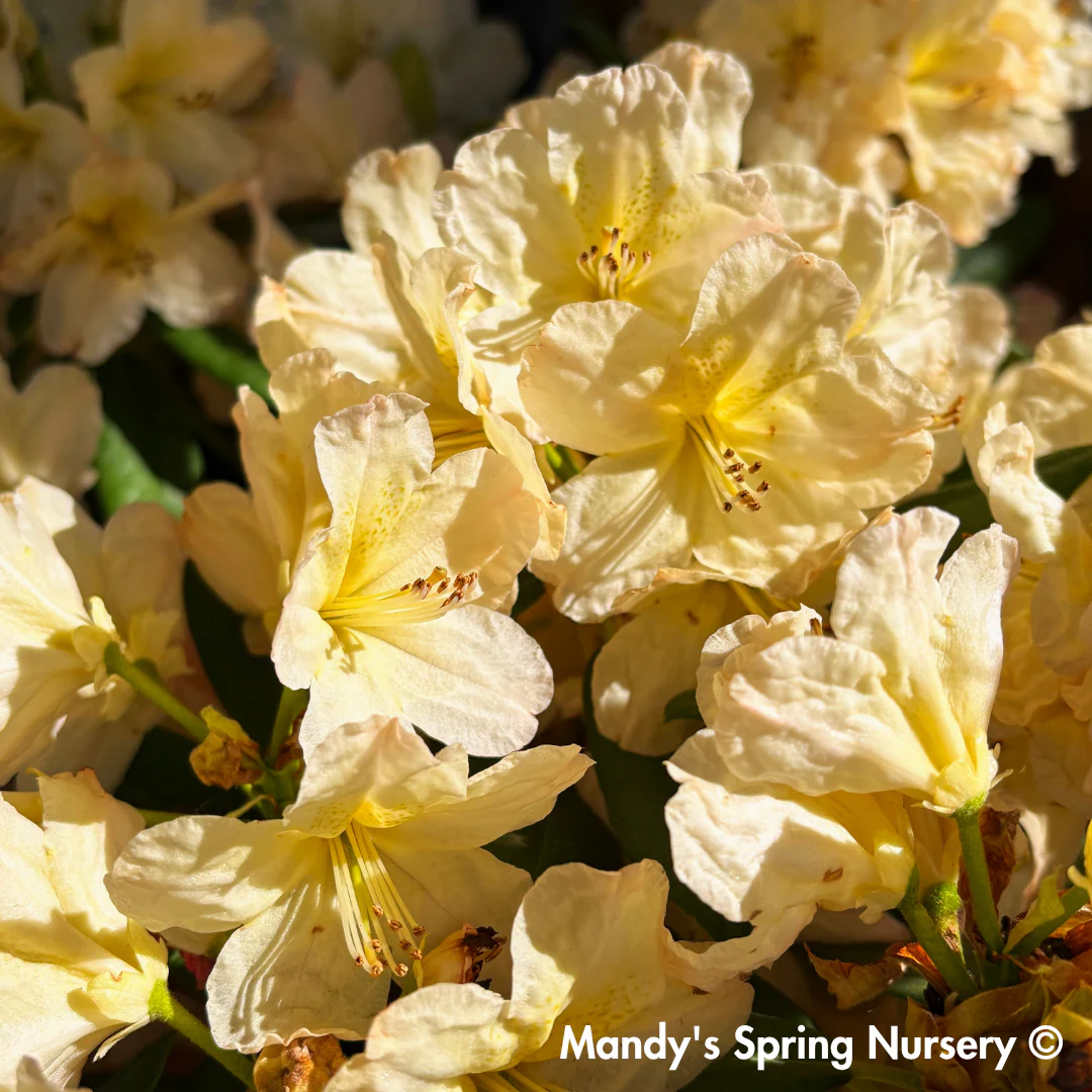 'Percy Wiseman' Rhododendron - Image 3