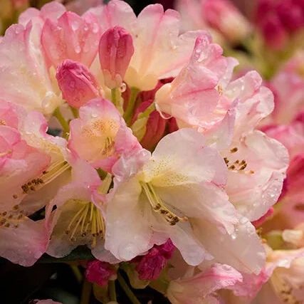'Percy Wiseman' Rhododendron - Image 4