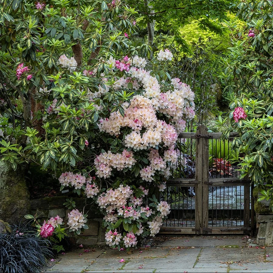 'Percy Wiseman' Rhododendron - Image 5