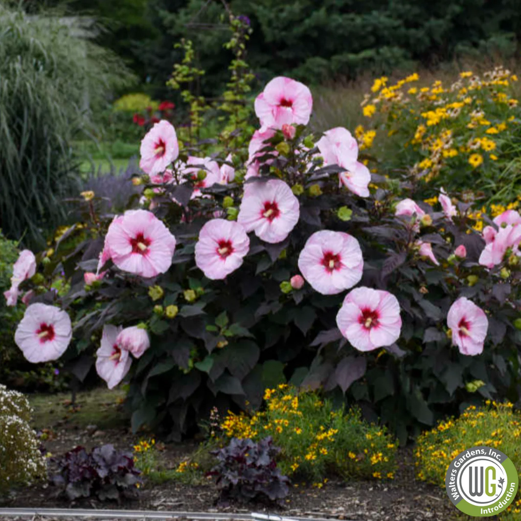 'Perfect Storm' Hibiscus | Rose Mallow - Image 10