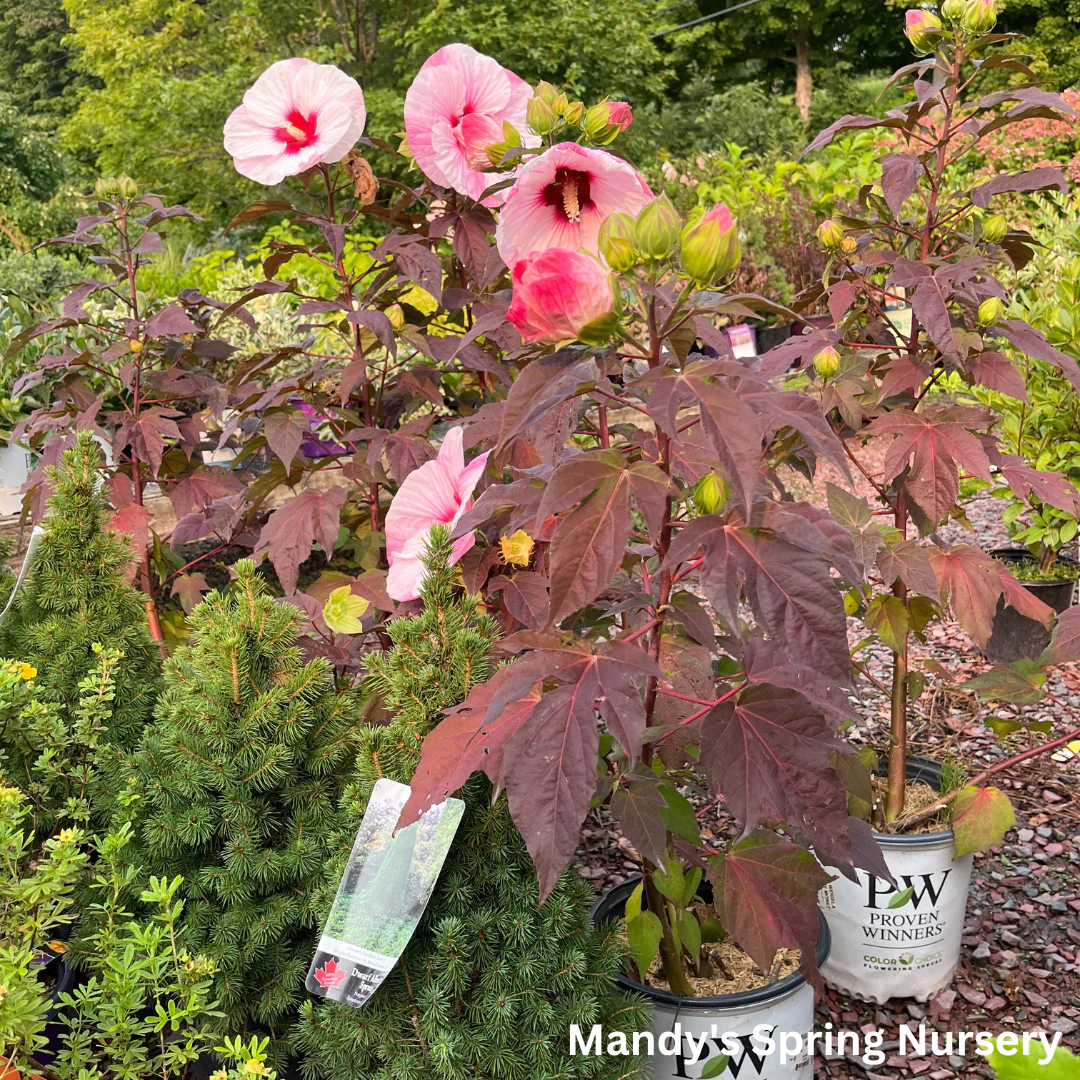 'Perfect Storm' Hibiscus | Rose Mallow - Image 11
