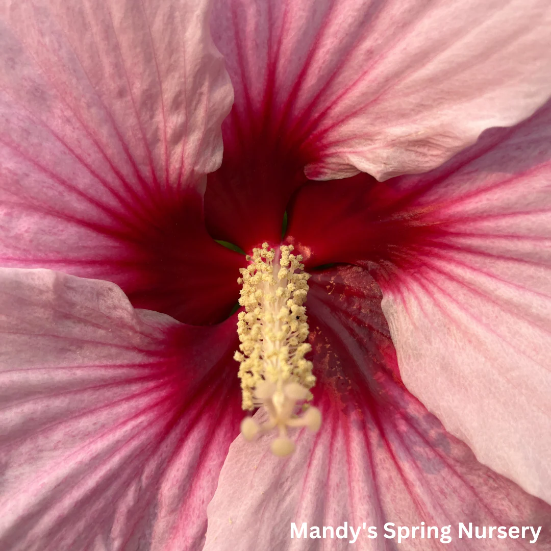'Perfect Storm' Hibiscus | Rose Mallow - Image 12