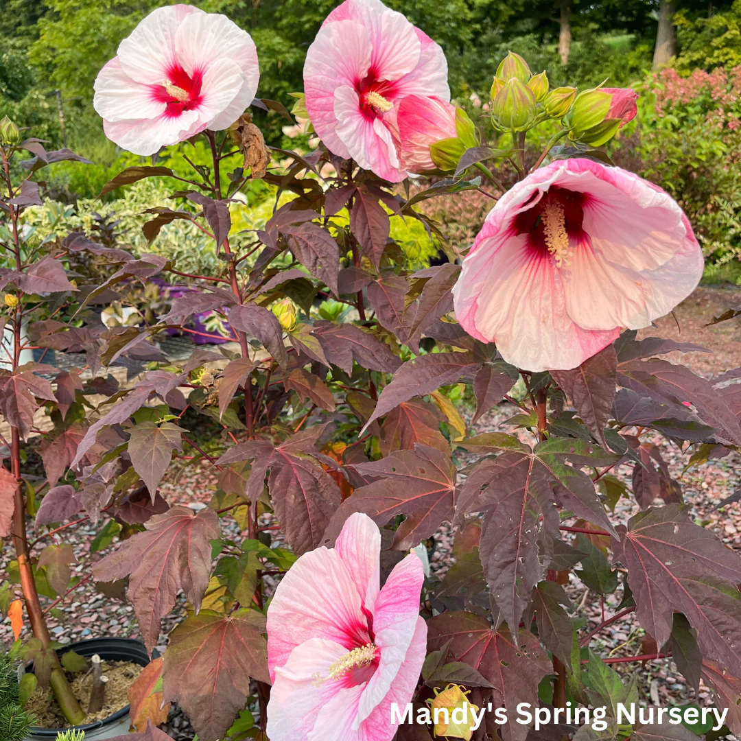 'Perfect Storm' Hibiscus | Rose Mallow - Image 3
