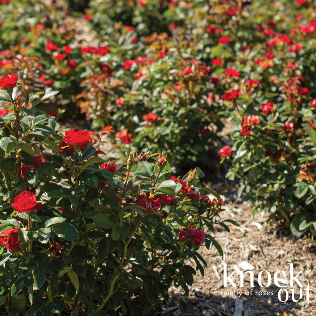 Petite Knock Out Rose | Rosa 'Petite Knock Out' - Image 2