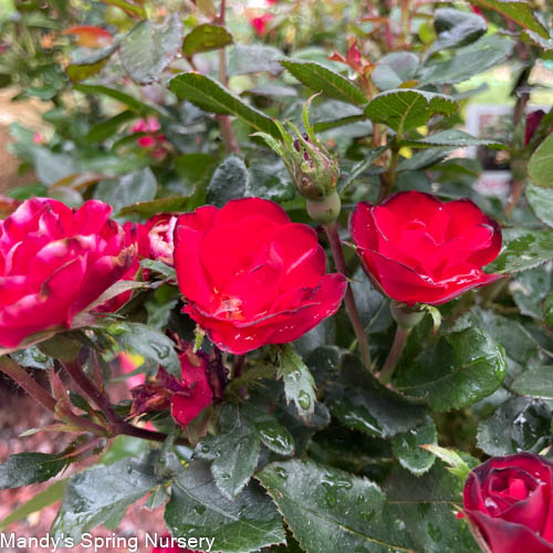 Petite Knock Out Rose | Rosa 'Petite Knock Out' - Image 3