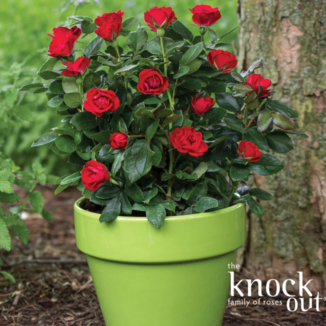 Petite Knock Out Rose | Rosa 'Petite Knock Out' - Image 4