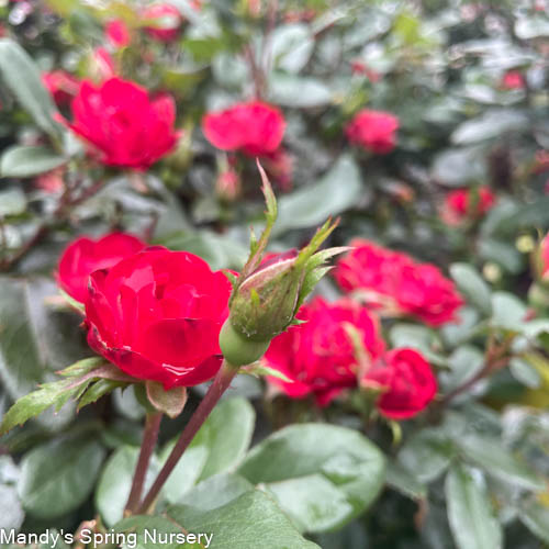 Petite Knock Out Rose | Rosa 'Petite Knock Out' - Image 6