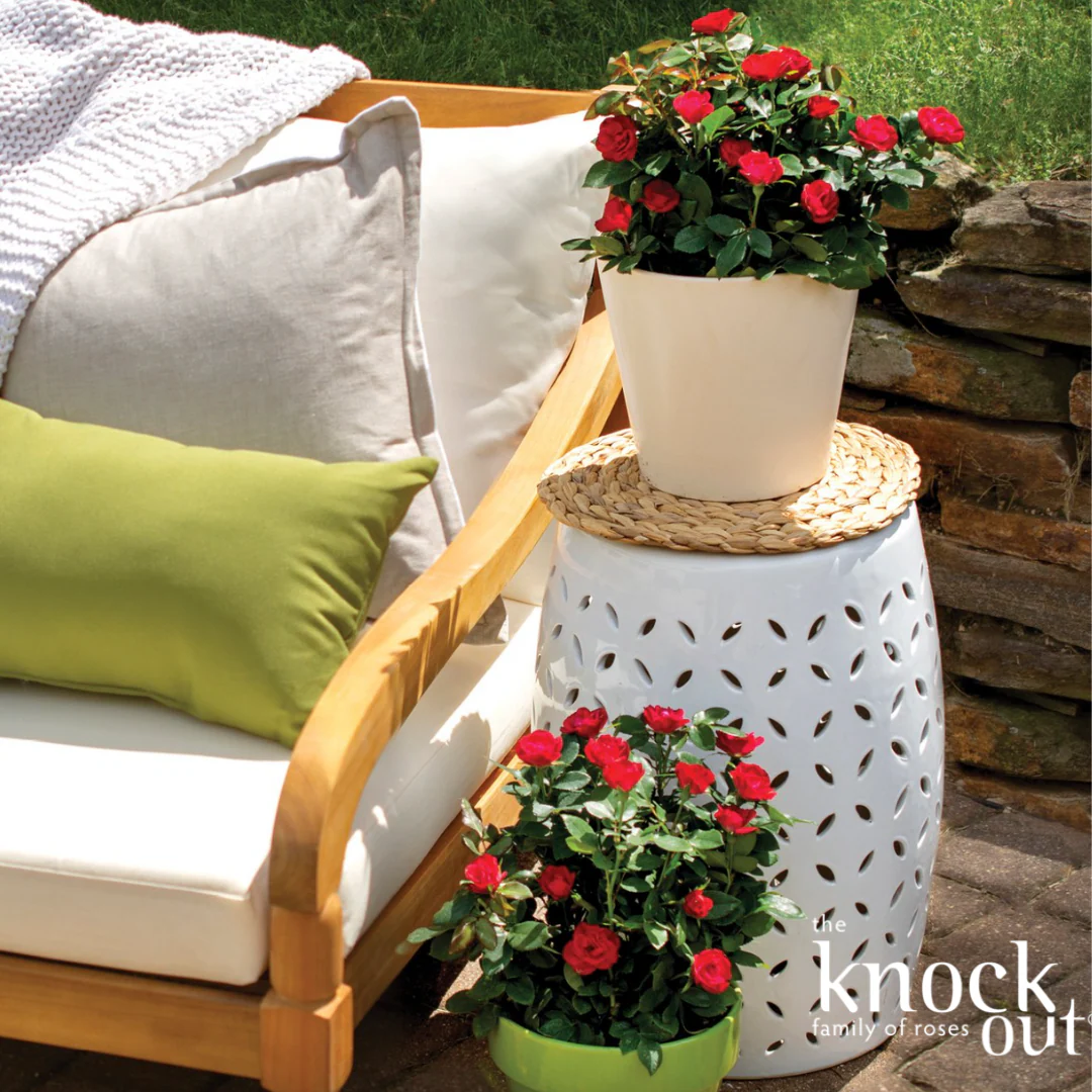 Petite Knock Out Rose | Rosa 'Petite Knock Out' - Image 7