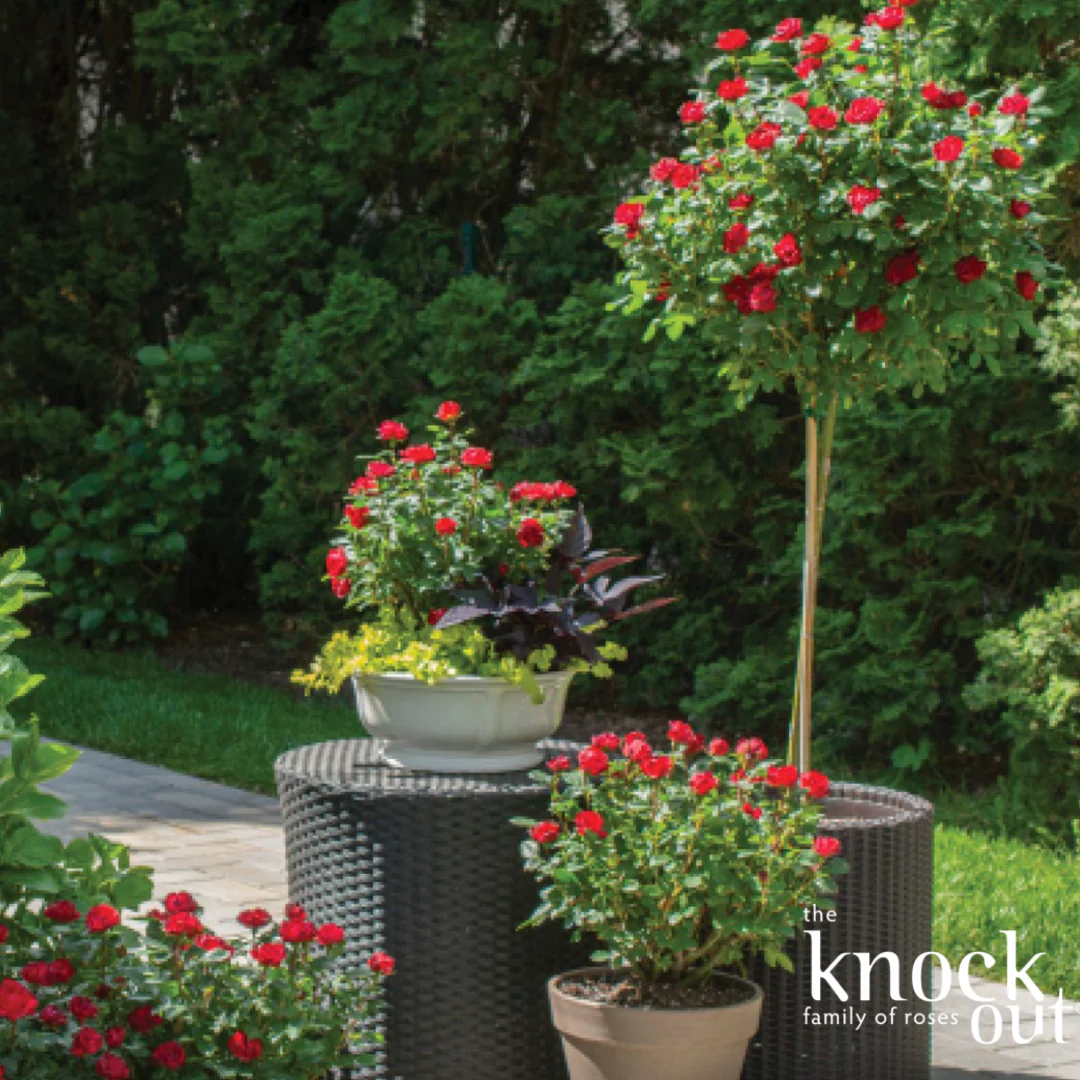 Petite Knock Out Rose | Rosa 'Petite Knock Out' - Image 8