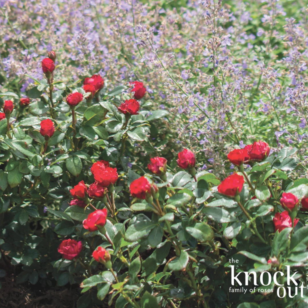 Petite Knock Out Rose | Rosa 'Petite Knock Out' - Image 9