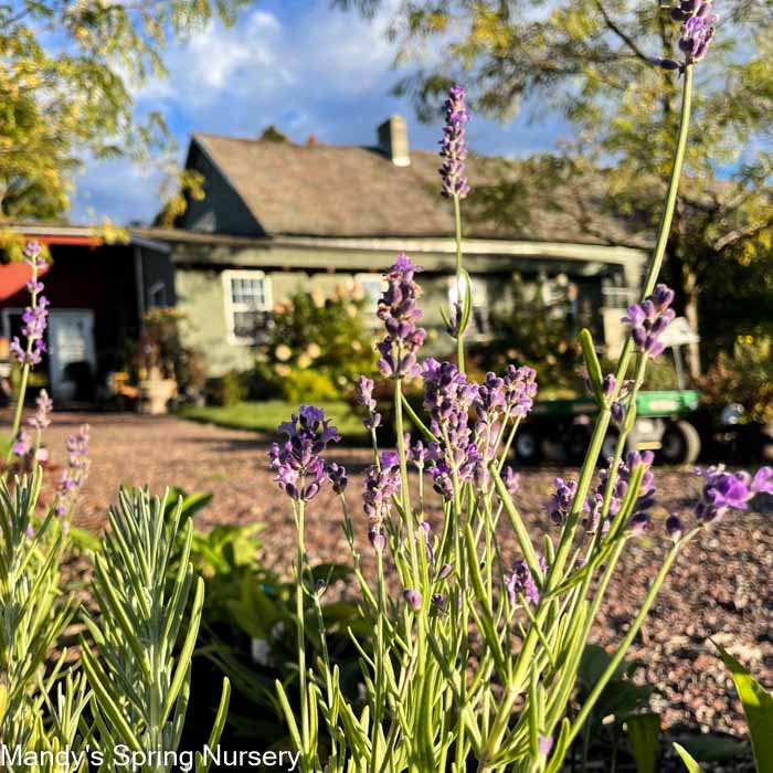 'Phenomenal®' English Lavender | Lavandula intermedia - Image 3