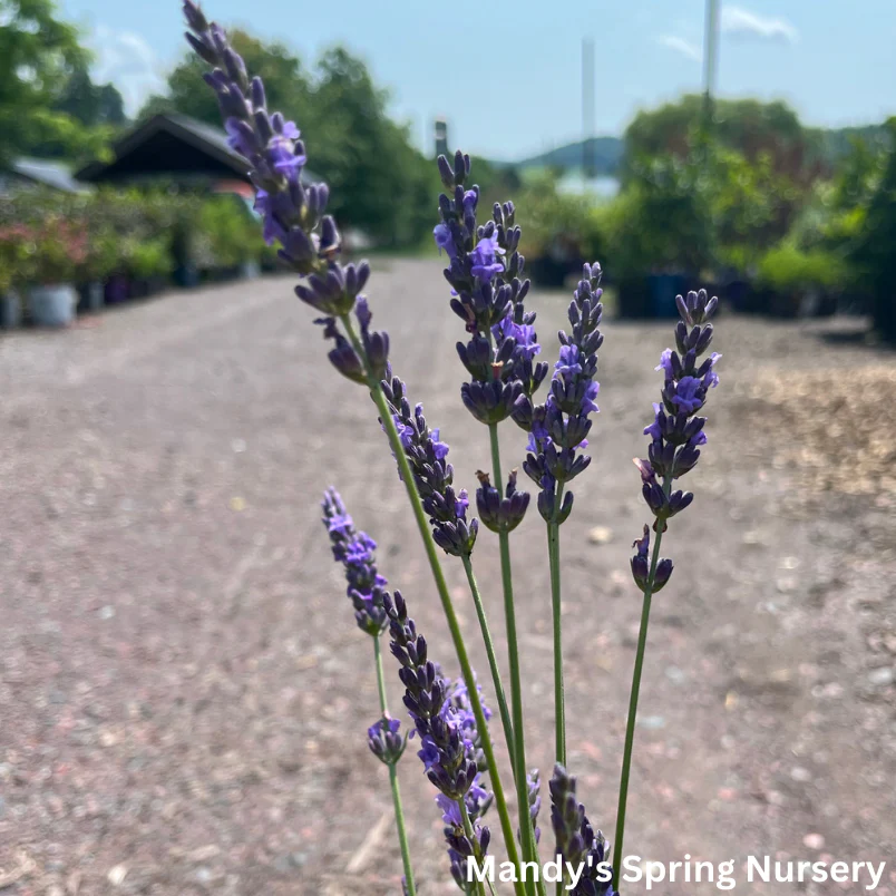 'Phenomenal®' English Lavender | Lavandula intermedia - Image 4