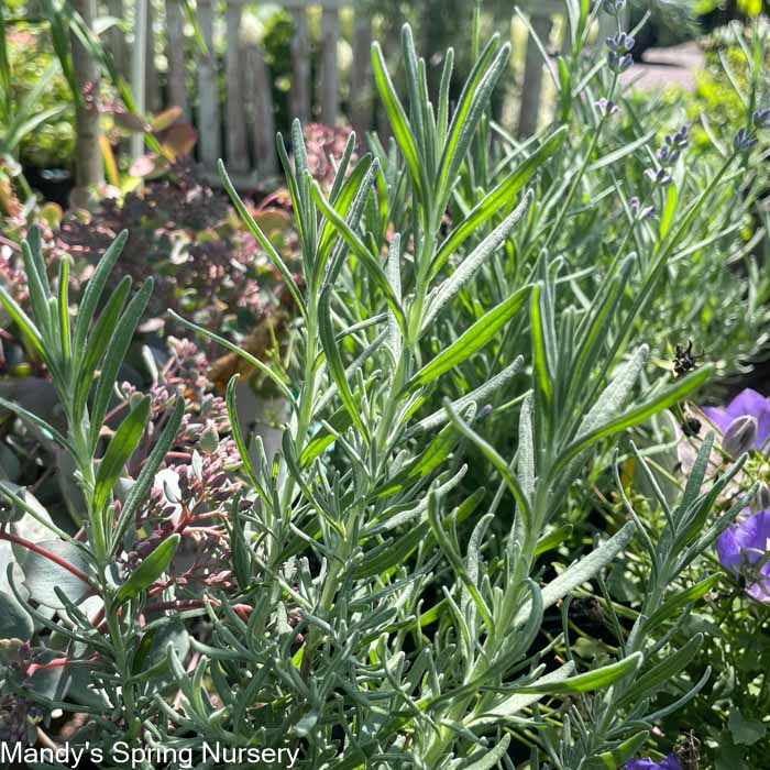 'Phenomenal®' English Lavender | Lavandula intermedia - Image 5