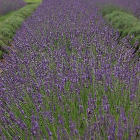 'Phenomenal®' English Lavender | Lavandula intermedia - Image 7