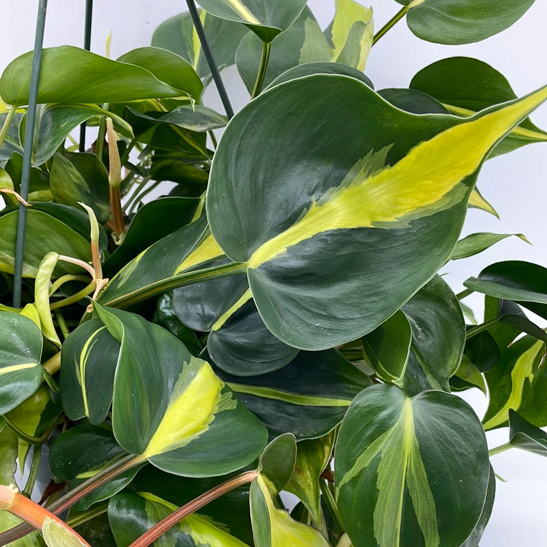 Brasil Philodendron | Philodendron hederaceum 'Brasil' - Image 2