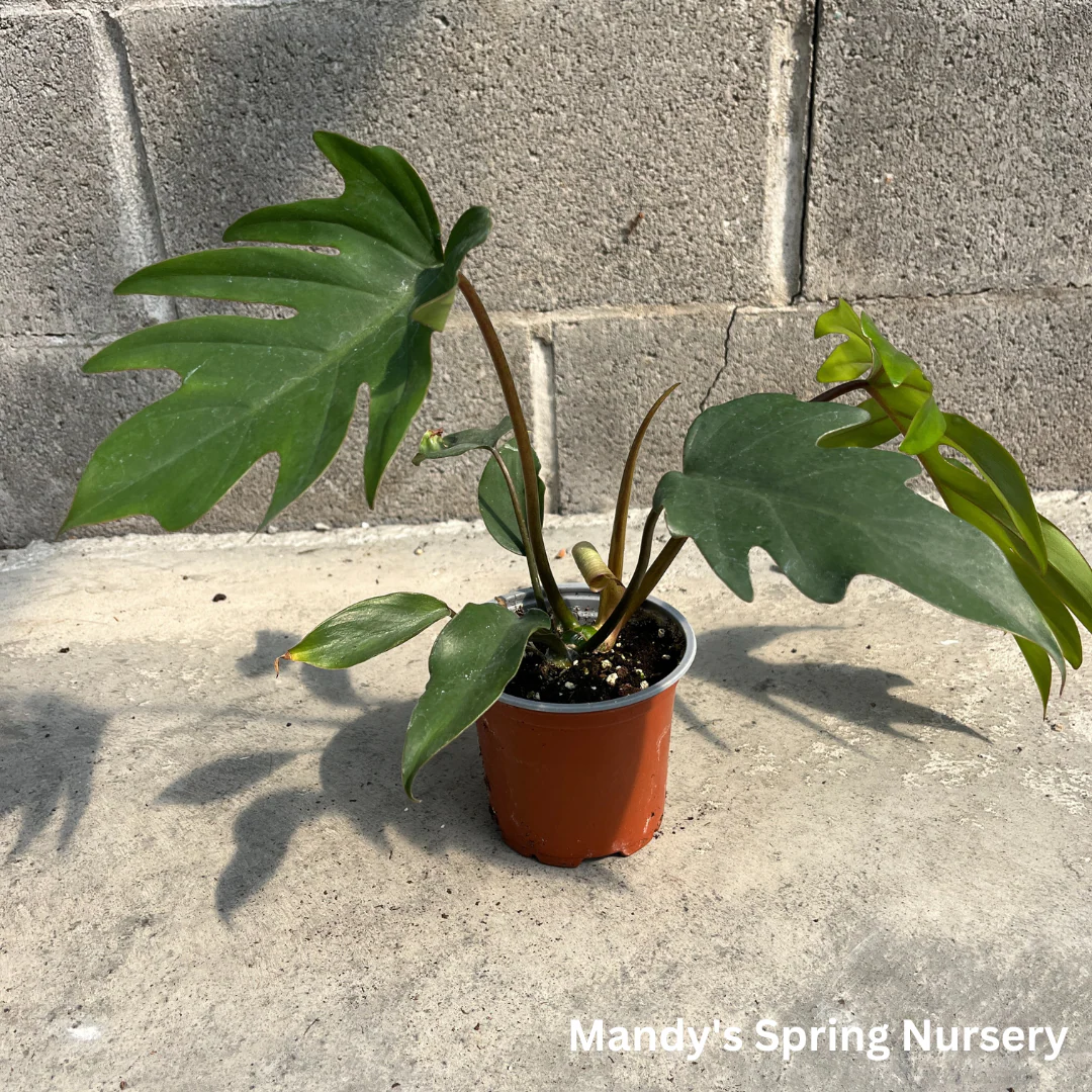 Mayoi Philodendron | Philodendron 'Mayoi' - Image 2