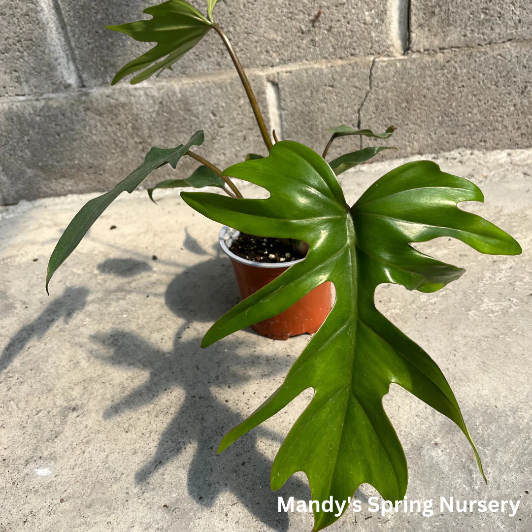 Mayoi Philodendron | Philodendron 'Mayoi' - Image 3