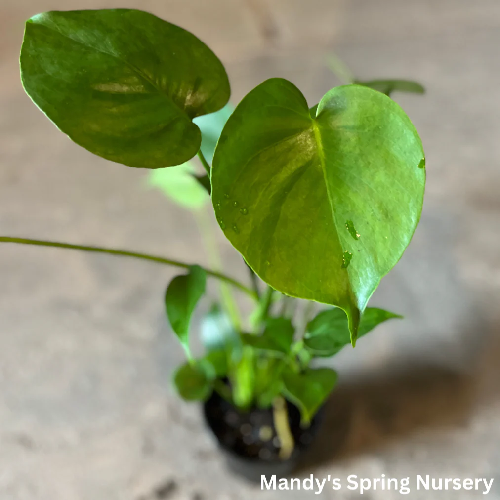 Swiss Cheese Plant | Monstera deliciosa - Image 2