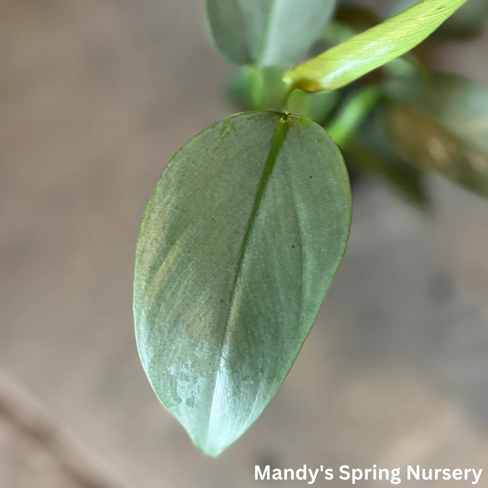 Silver Sword Philodendron | Philodendron hastatum - Image 2