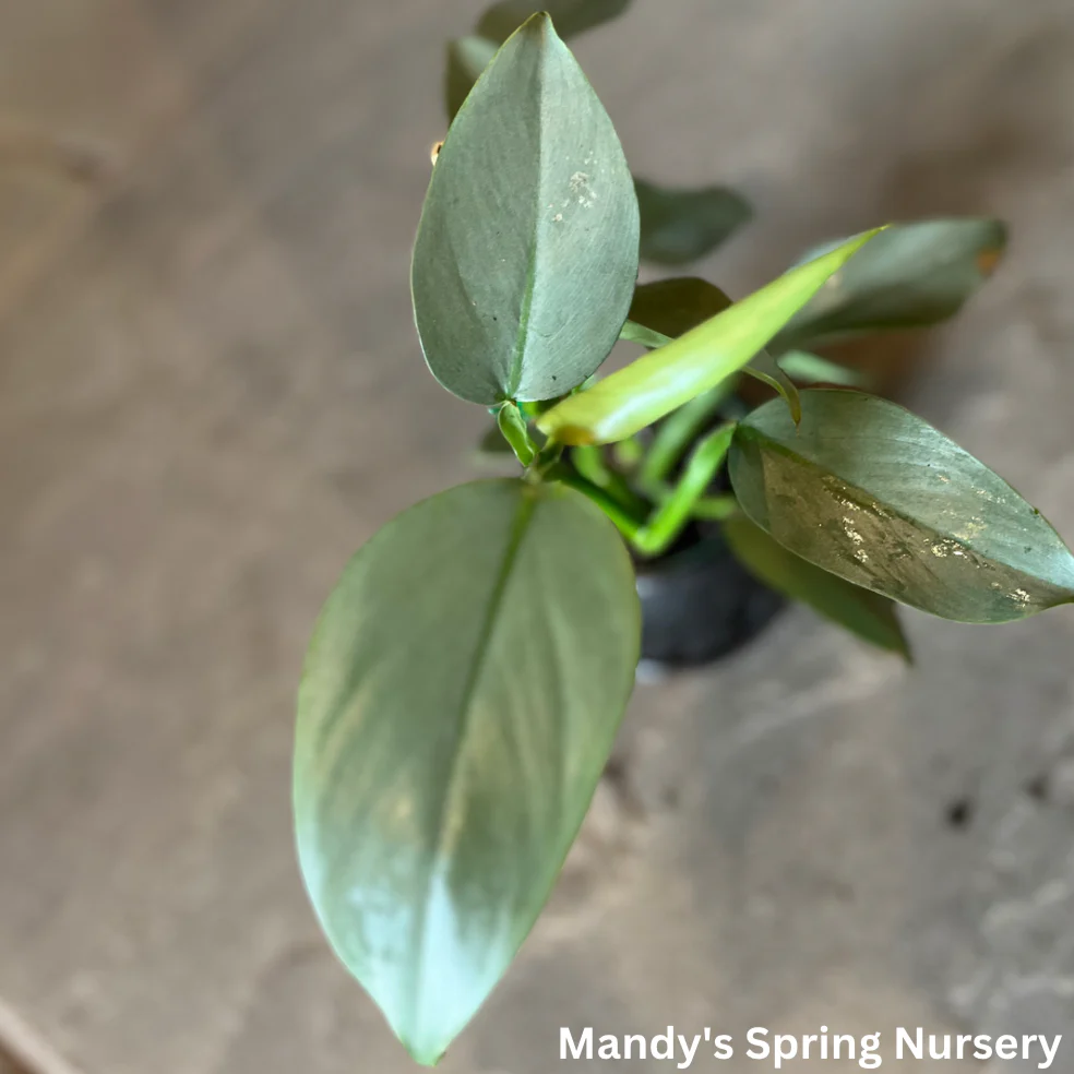 Silver Sword Philodendron | Philodendron hastatum - Image 3
