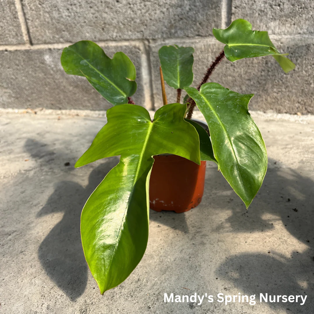 Hairy Philodendron | Philodendron squamiferum - Image 2
