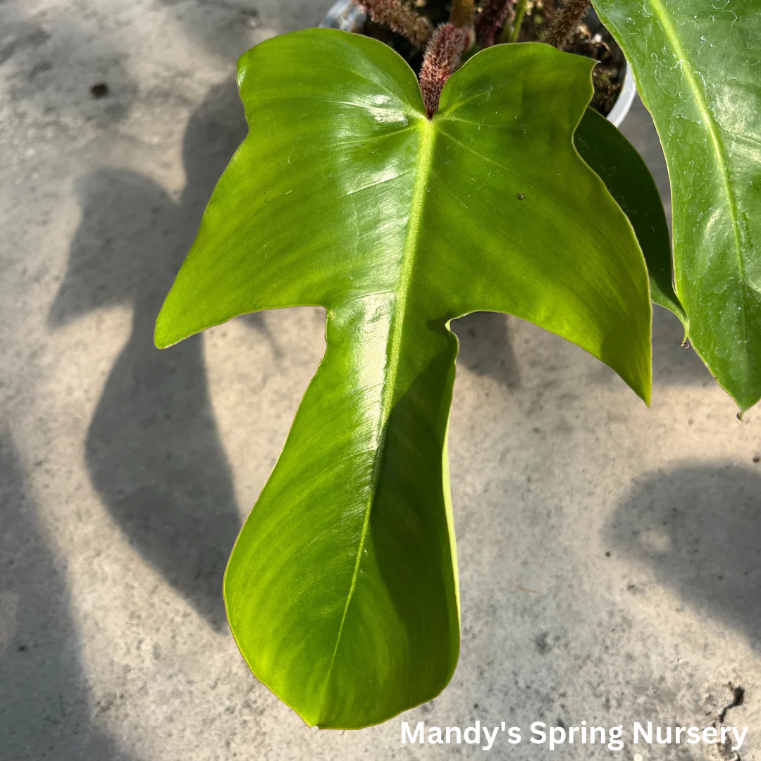 Hairy Philodendron | Philodendron squamiferum - Image 3